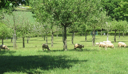 Agroforestry